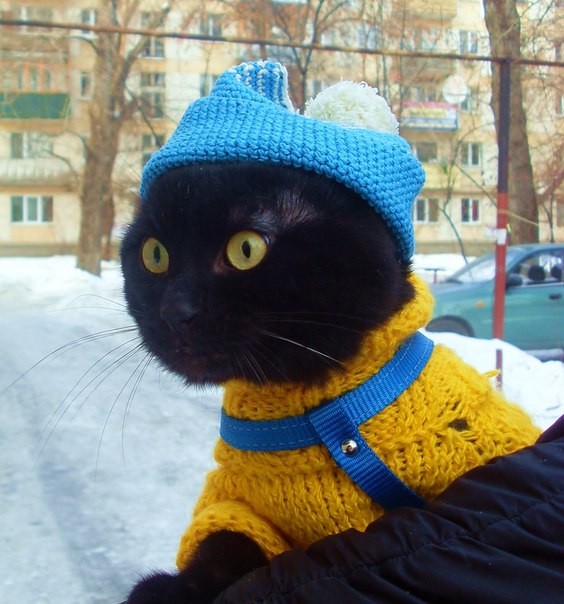 Котовторник (21.02.2012)
