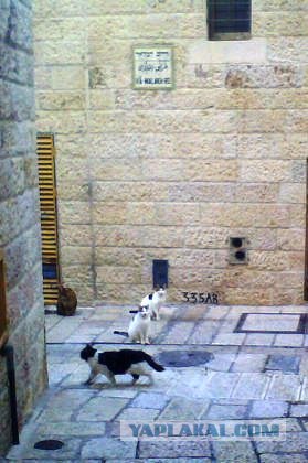 Котовторник 24.04.2012