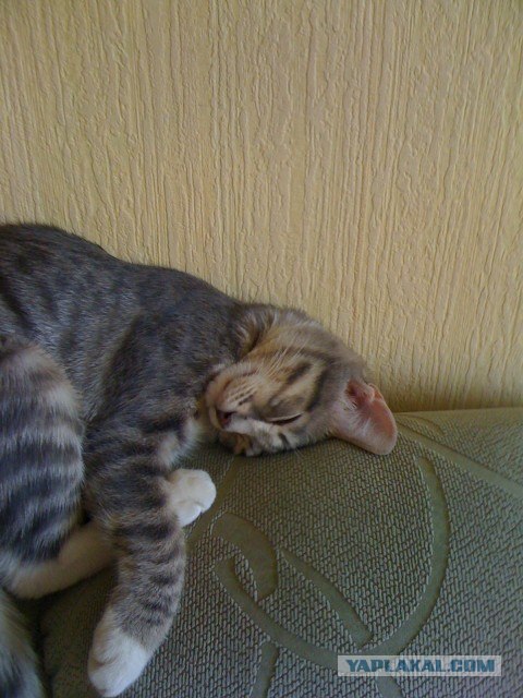 Котовторник  28.08.12