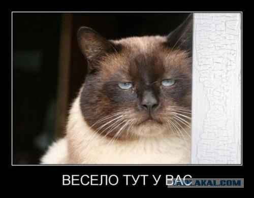 Ultrа-смешная реклама по версии Кураж-Бамбей