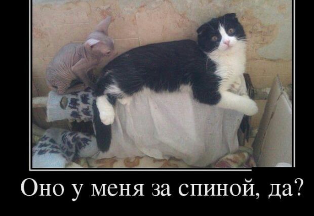 Котофотки с описанием