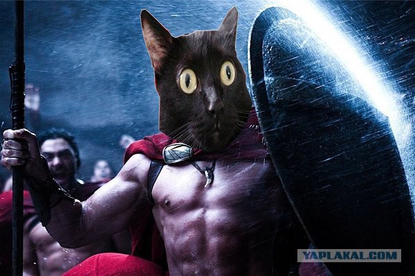 Киса хочет жабы
