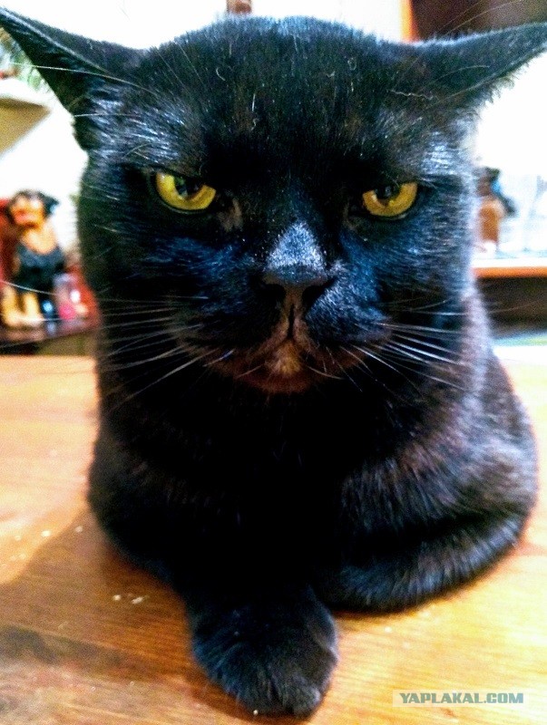 Моя красотка