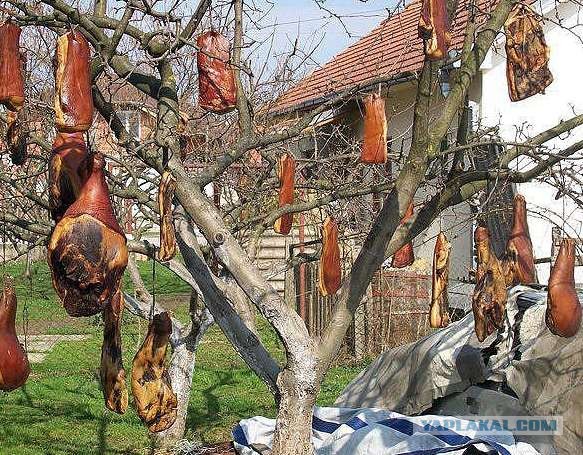 Стальные "кокушки"