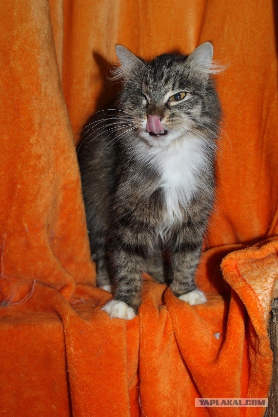 Жизнь домашнего приюта "Котоленд" 269