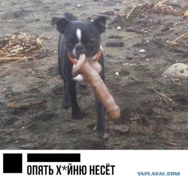 Что она несёт?