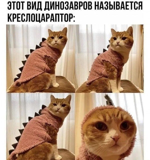 Картинки и мемы для настроения 13.10.2021