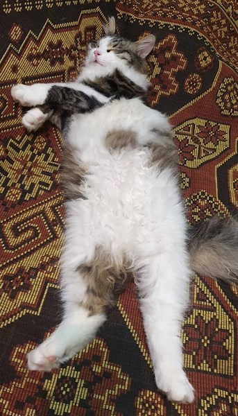 Котовторнику быть