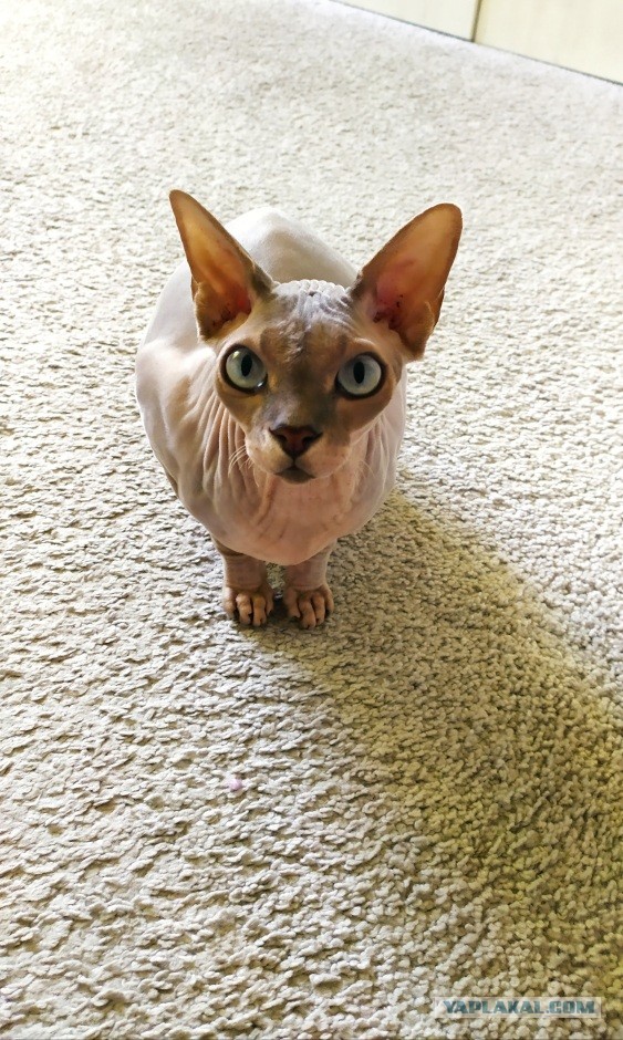 Котовторник.
