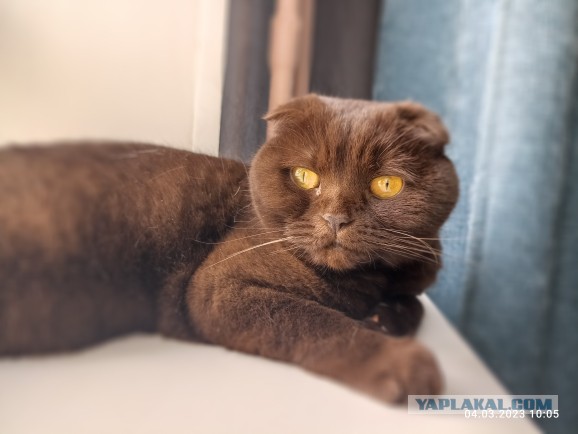 Пройдемся по котикам?!