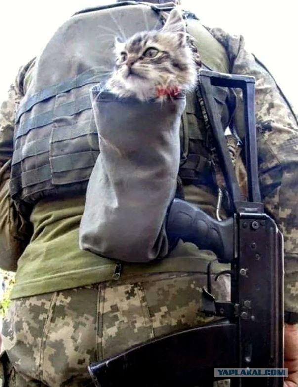 Тактический кот.