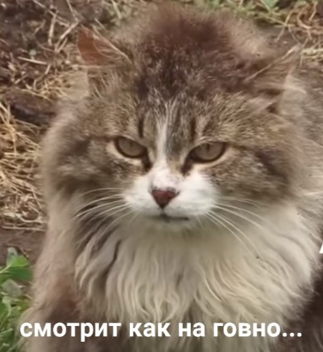 Кот на три двора