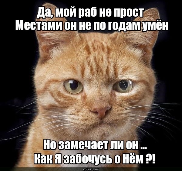 Жизнь домашнего приюта для котеек 510