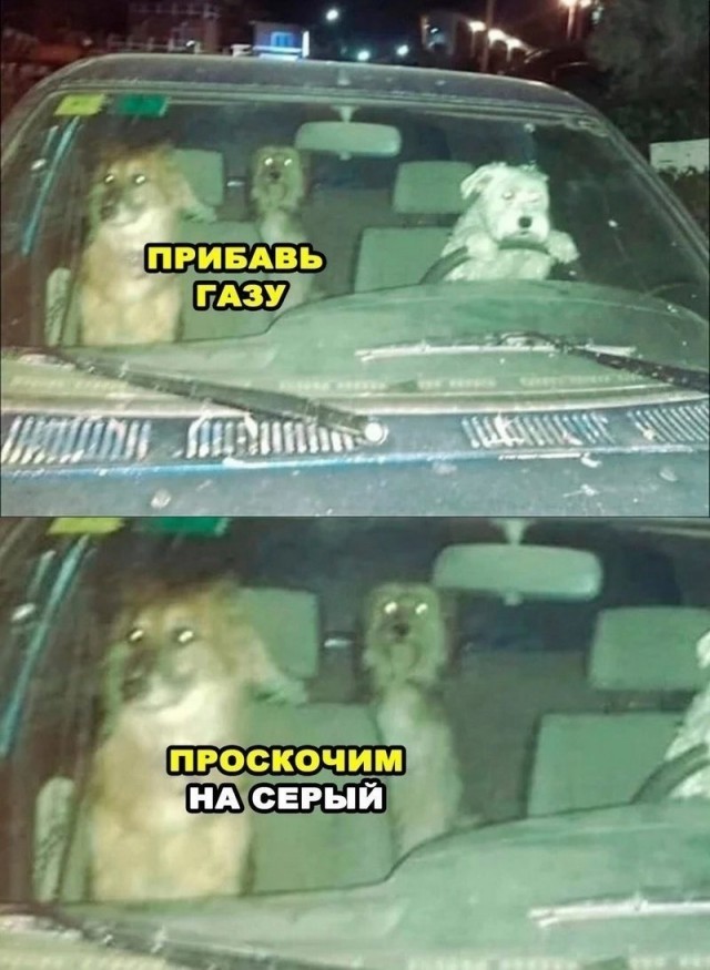 Веселые картинки в пятницу (06.12)