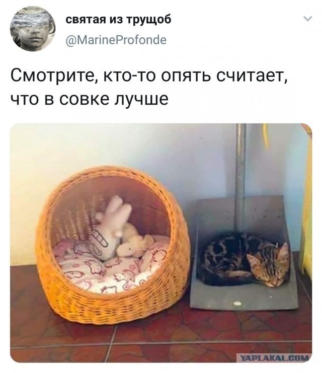 Пицца от босса или гарантии