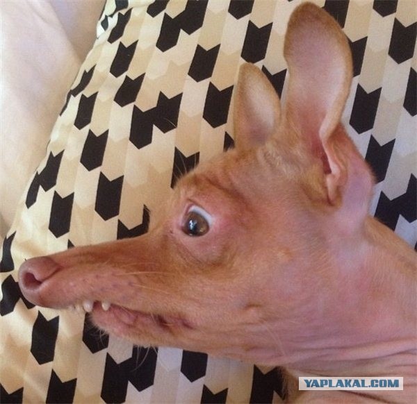 Алабай vs Азиат!