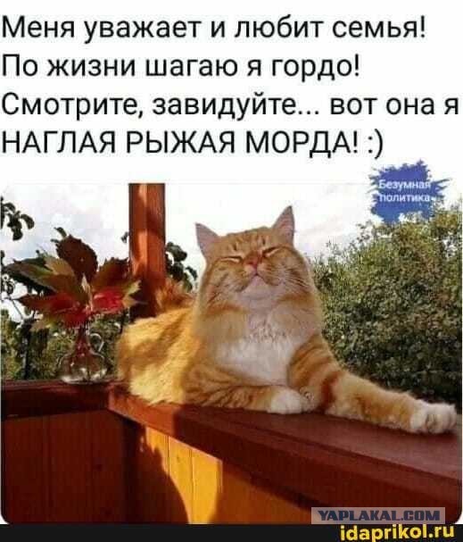 Выброшенный рыжий кот мëрз, пока его не впустили в дом