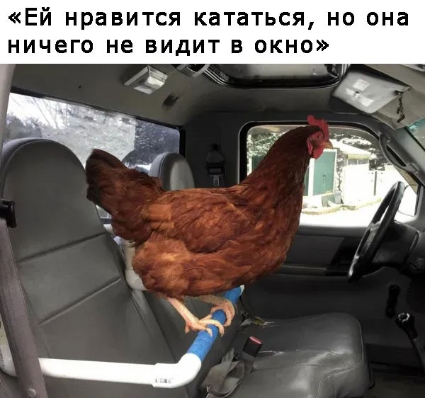 Курица переходит дорогу