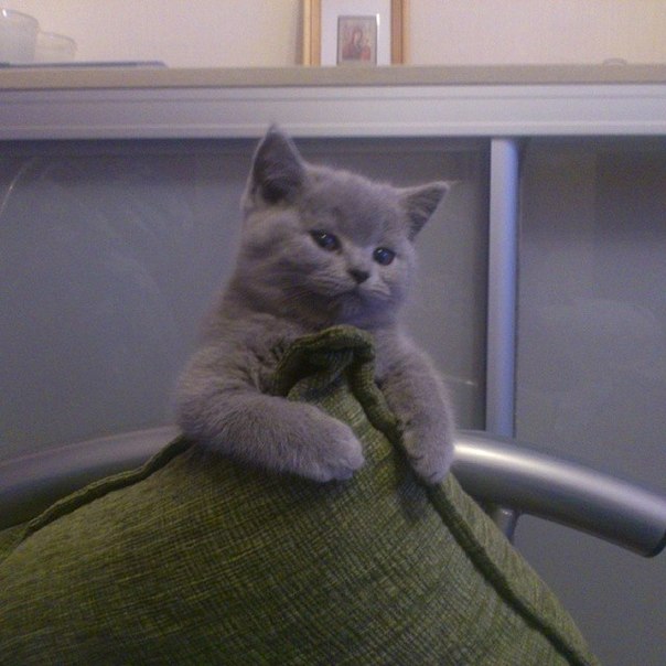 Котовторник 26.11.2013