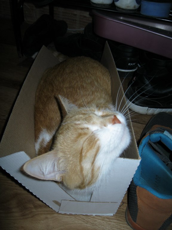 Котовторник 01.07.2014