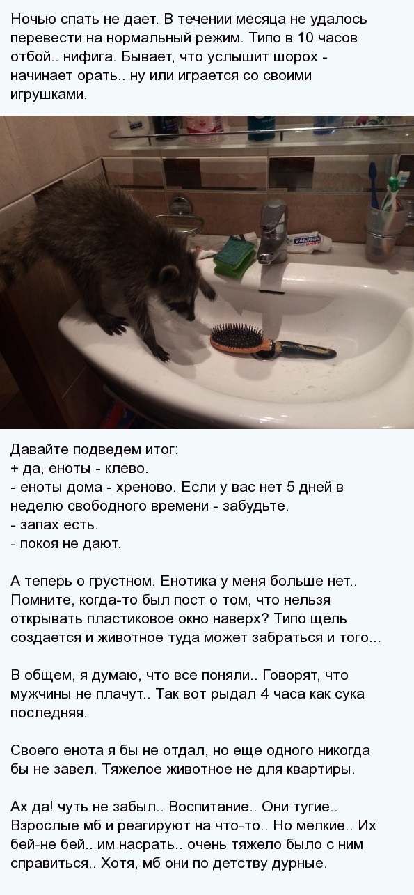 Угостили "зашедшего на огонек" енота морковкой