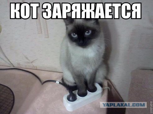 Котовторник 12.08.2014