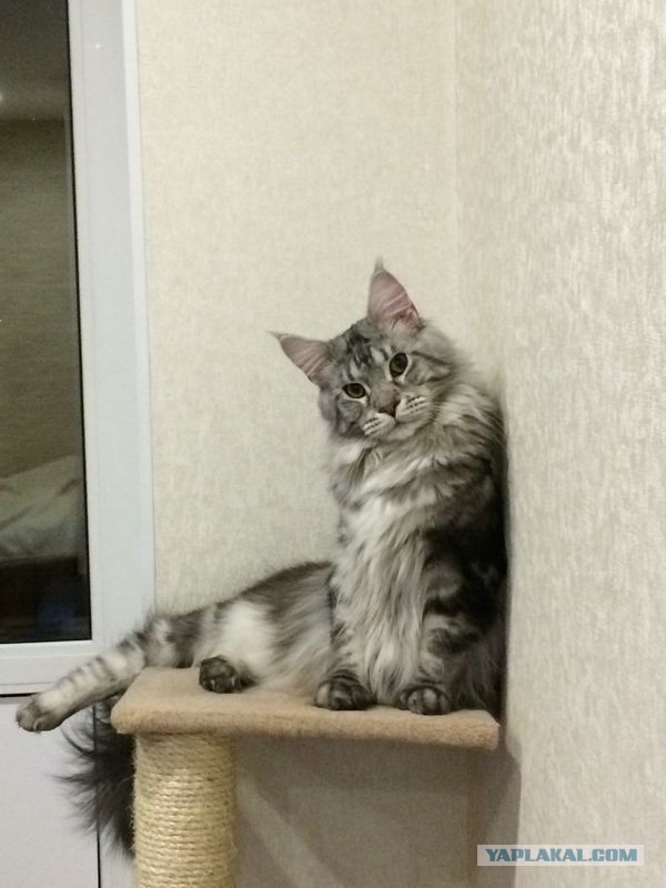 Котовторник 16.12.2014