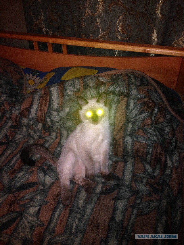 Котяка-стояка