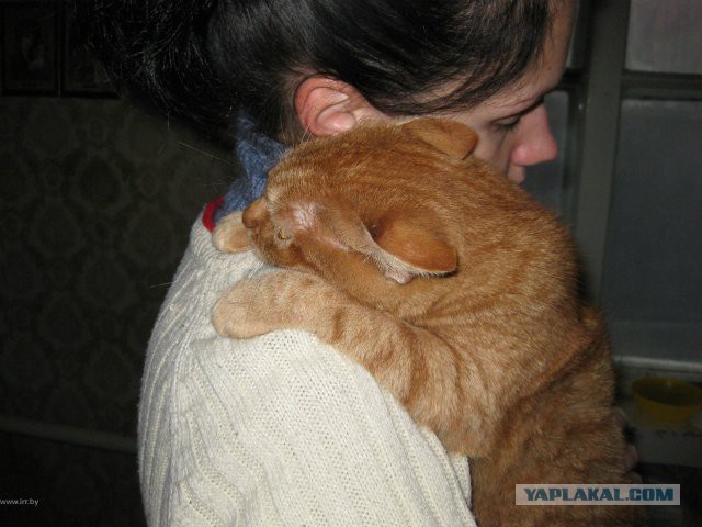 Кот Вася
