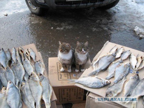 Картинки набрались разные