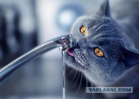 Котовторник