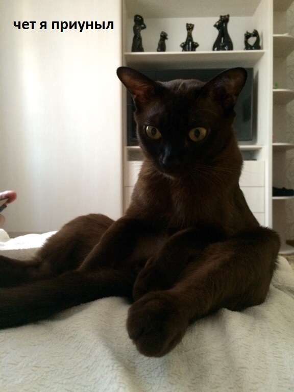 Кот с очень необычной способностью.