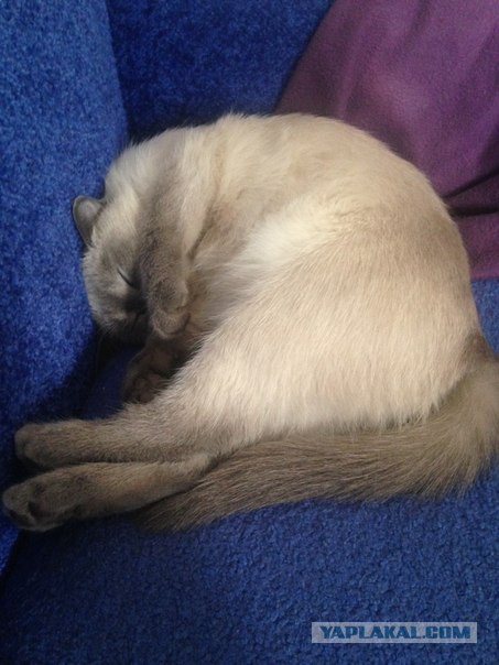 Котовторник 15.03