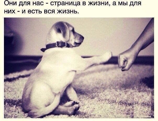 Мохнатые беспредельщики