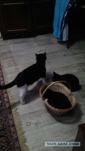 Жизнь домашнего приюта для котеек 107