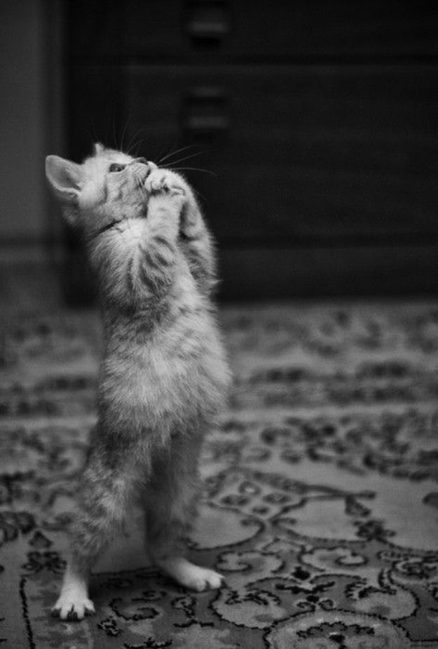 Демы к котовторнику!