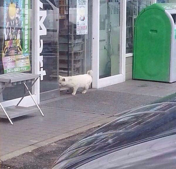Мохнатые беспредельщики