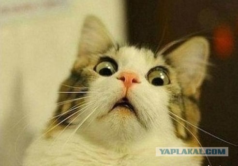 Когда стиль течет по твоим венам