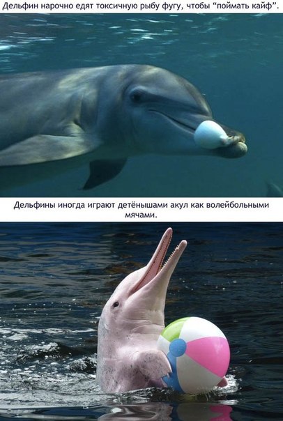 Божьи твари
