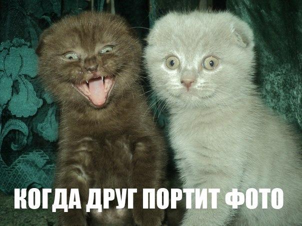 Мохнатые беспредельщики