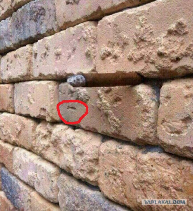 Найдите лишний предмет на фото