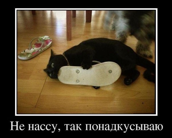 Мохнатые беспредельщики