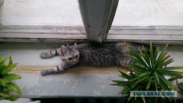 Котовторник 09.08.2016