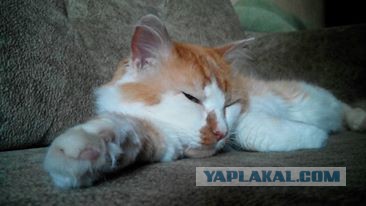 Котовторник 13.09.2016