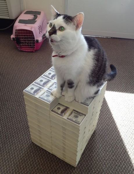Коты из сети