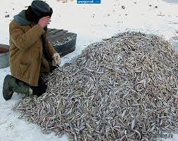 В Совфеде предложили сделать платной всю рыбалку в России