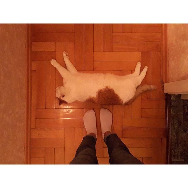 Коты из сети