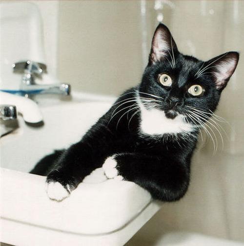 Коты и Кошки