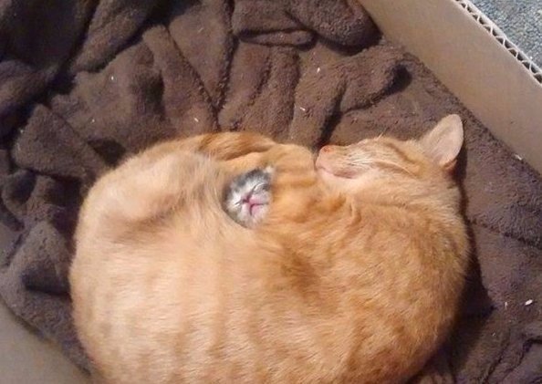 Коты и Кошки