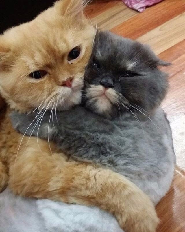 Коты и Кошки